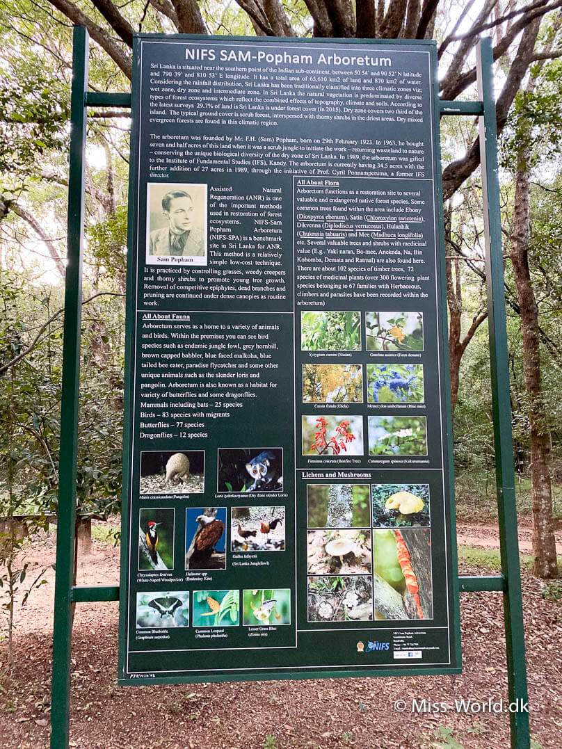 Pangolin Popham's arboretum Dambulla skilt