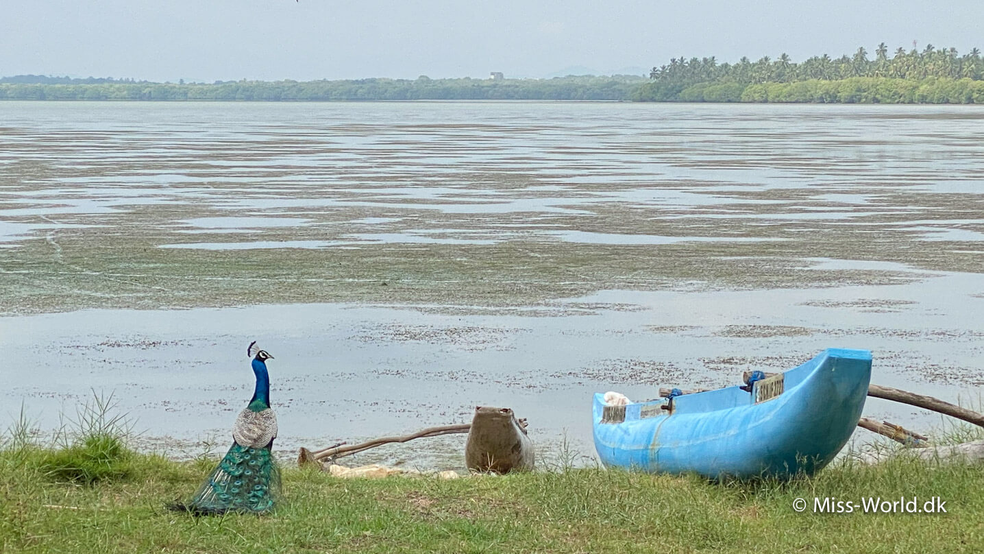 Rekawa lagoon Sri Lanka