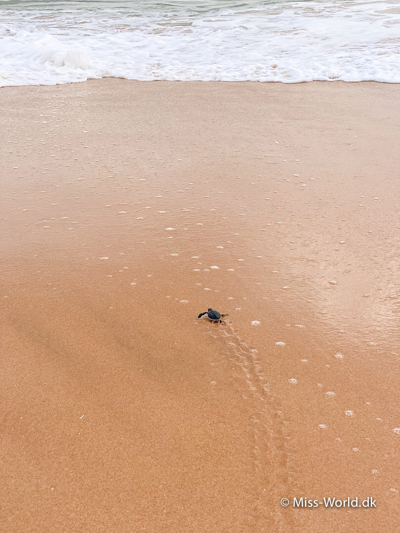 skildpaddeunge sri lanka