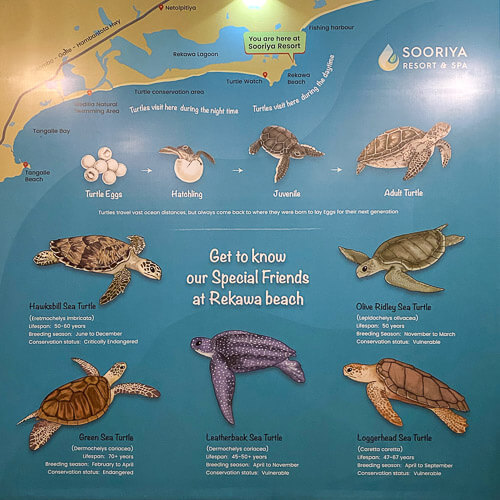 turtles rekawa beach