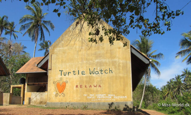 Se havskildpadder lægge æg i Sri Lanka, med Rekawa Turtle Watch