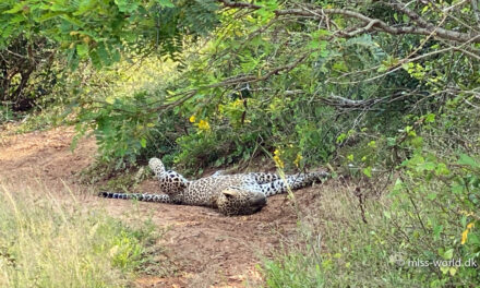 Yala National Park, Sri Lanka