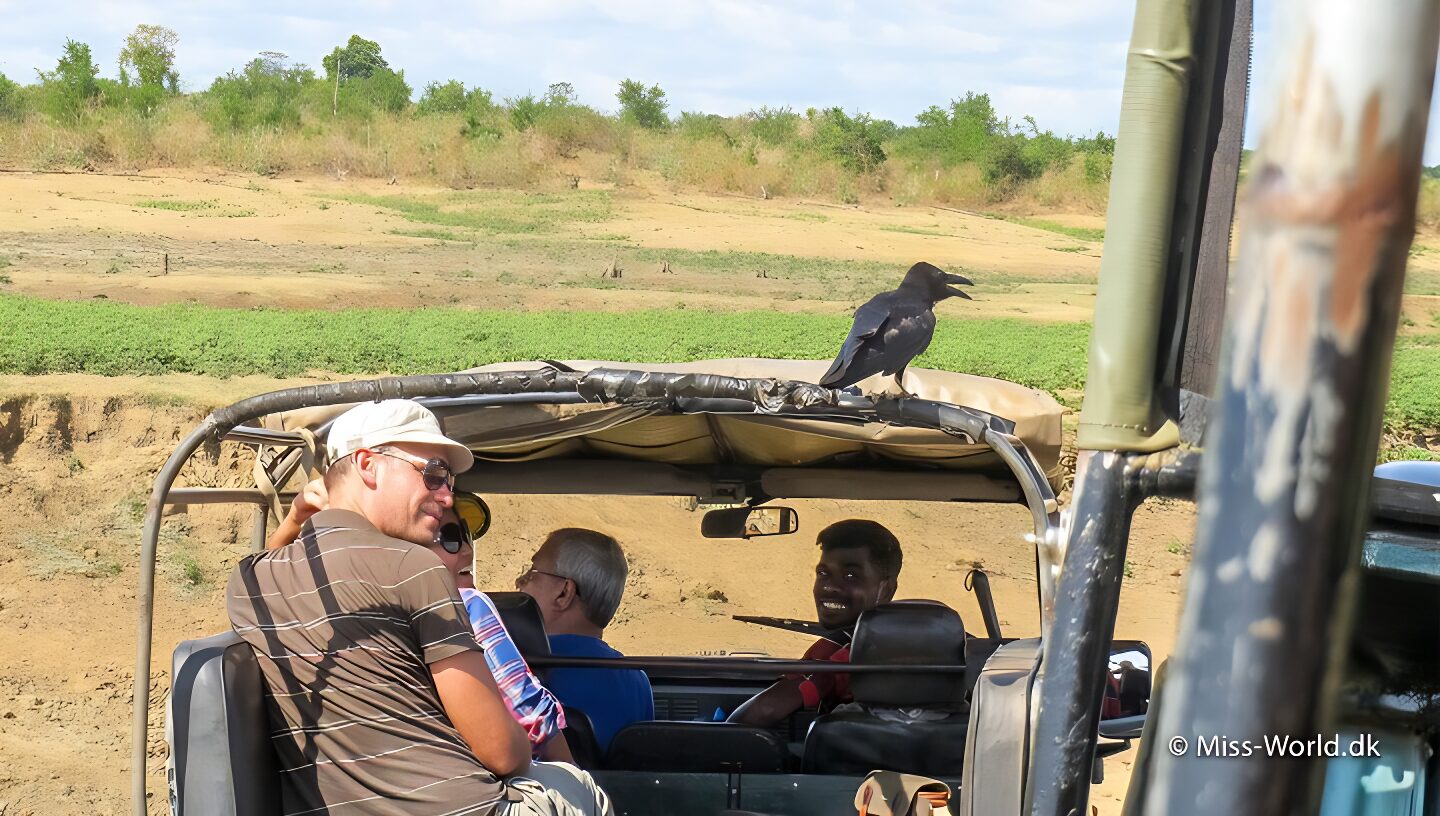 Jeepsafari i Udawalawe National Park