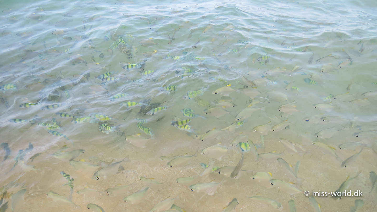 Adam's Bridge Marine National Park Sri Lanka