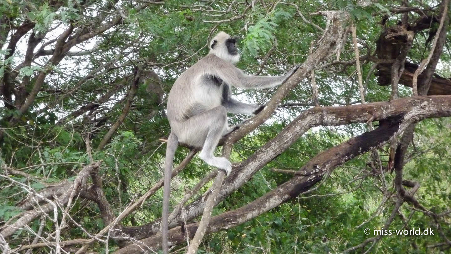 Bundala National Park Sri Lanka - Grå langur 