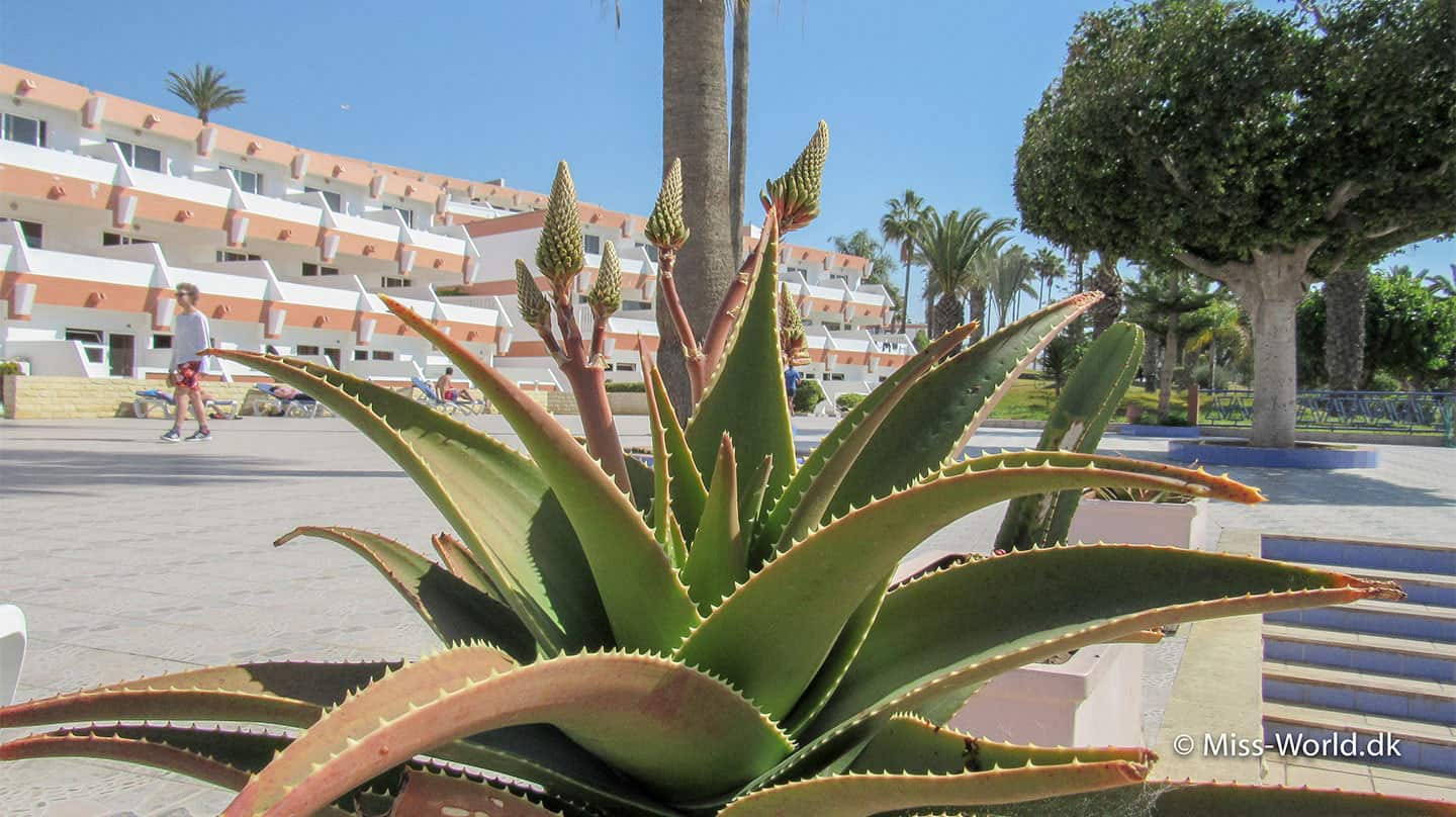 Aloe Vera Agadir Morocco