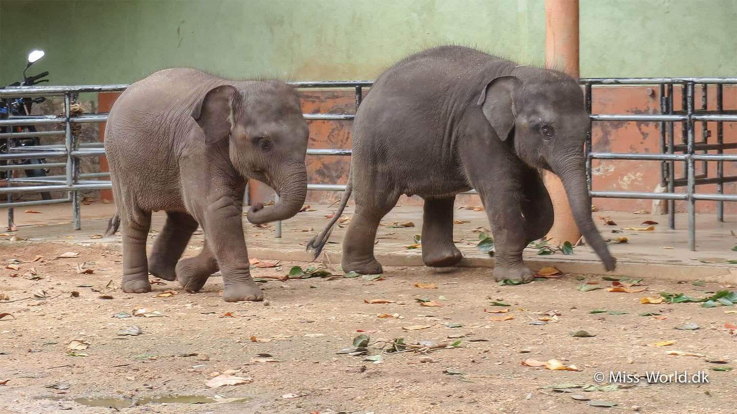 sri lanka elefantbørnehjem