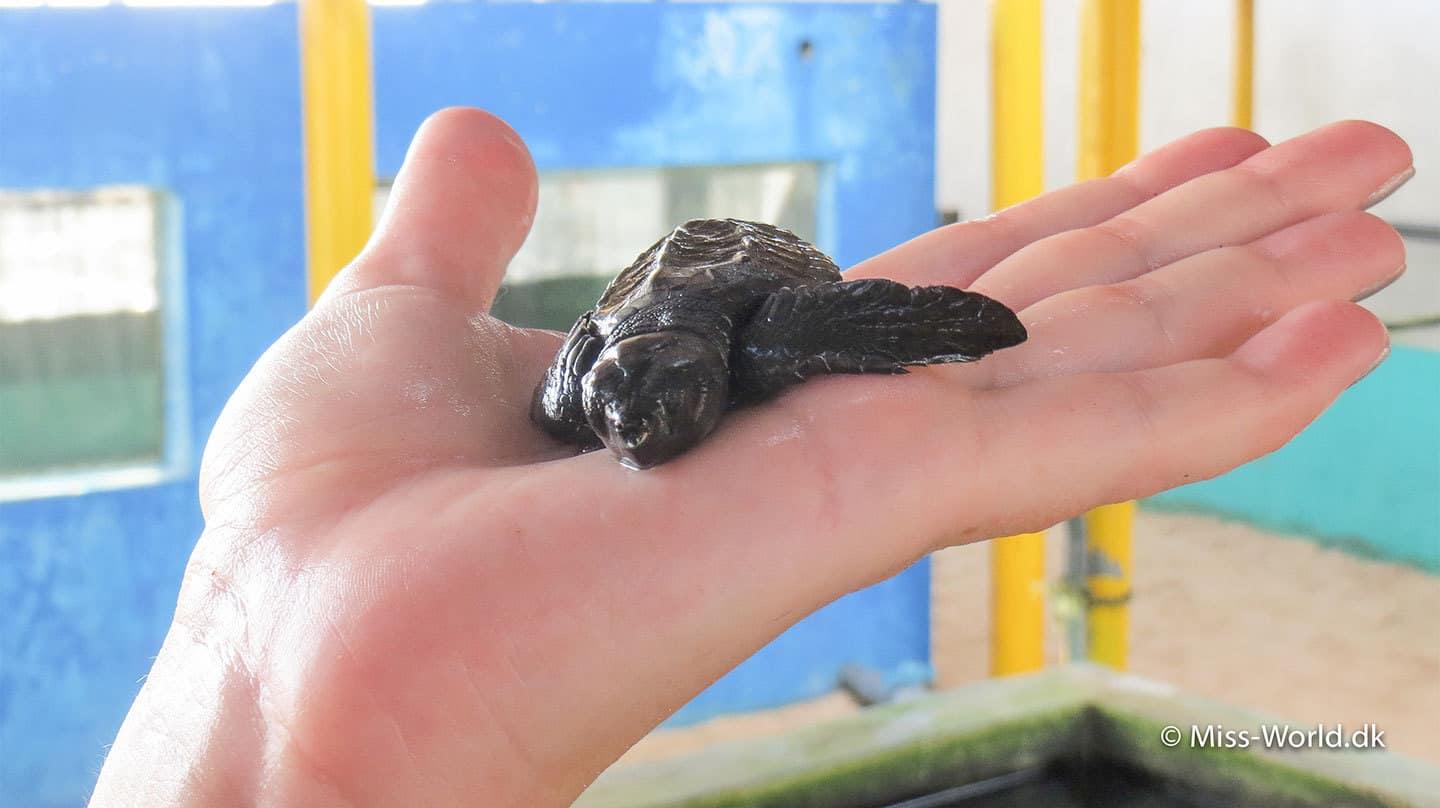 havskildpadde unge