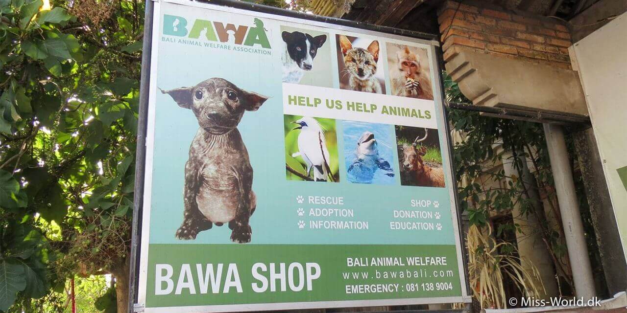 BAWA Bali (Bali Animal Welfare Association)