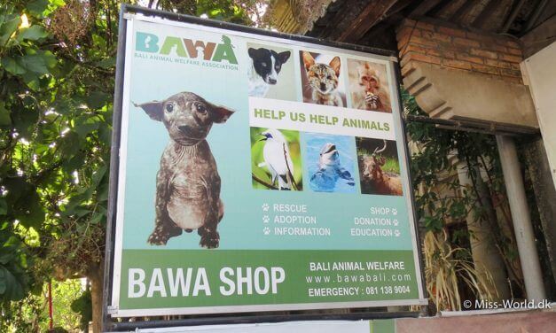 BAWA Bali (Bali Animal Welfare Association)