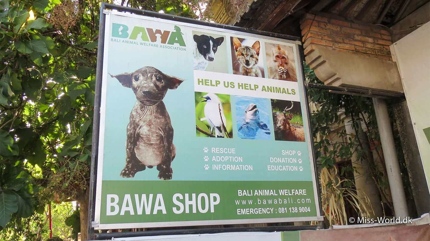 BAWA Bali (Bali Animal Welfare Association)