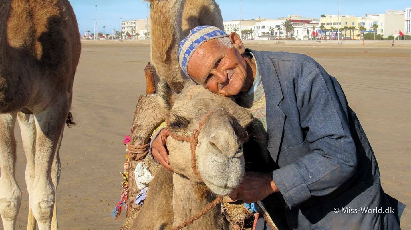kameldriver med kamel på stranden i Essaouira Marokko