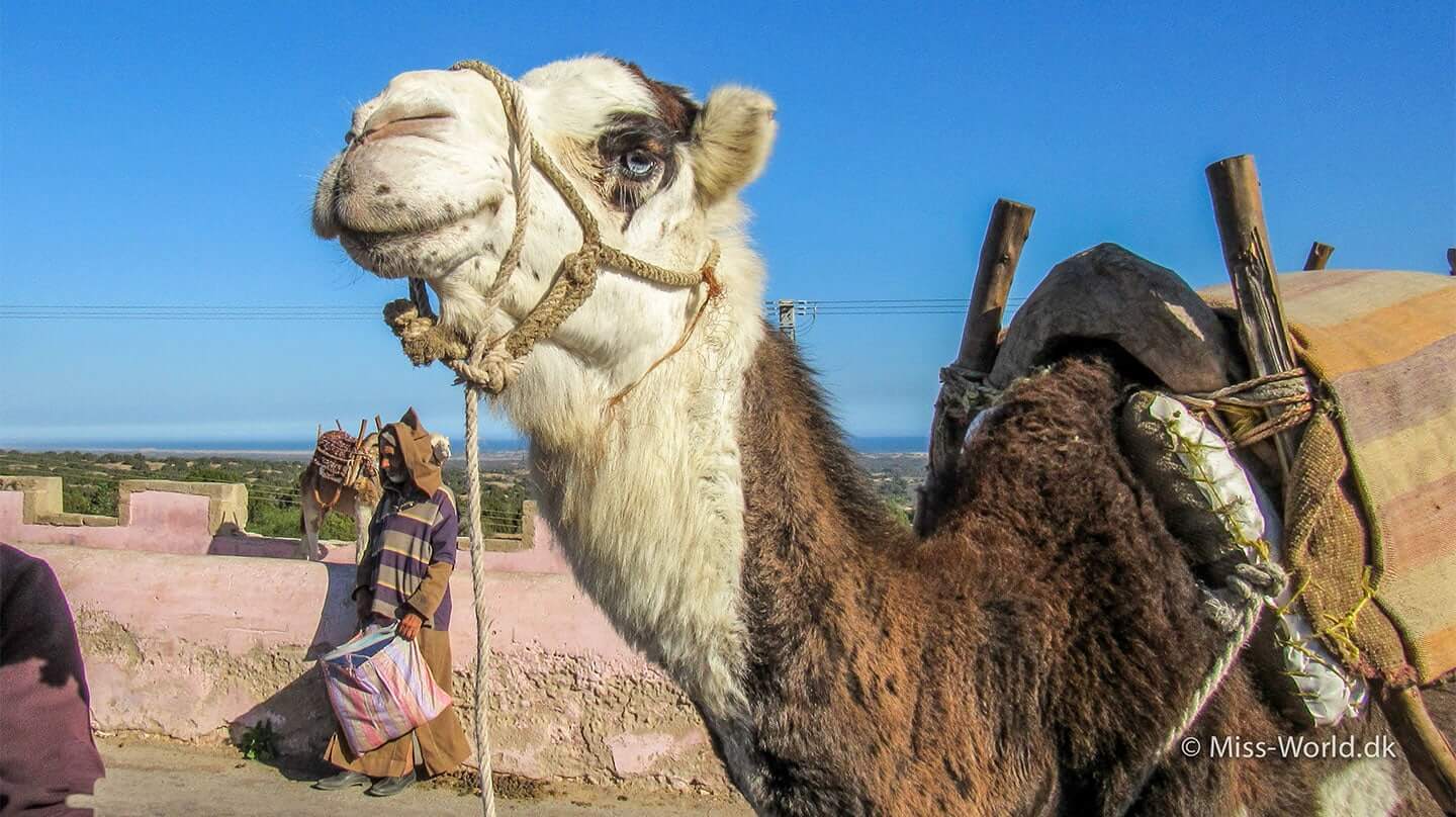 14 Instagrambilleder fra Marokko