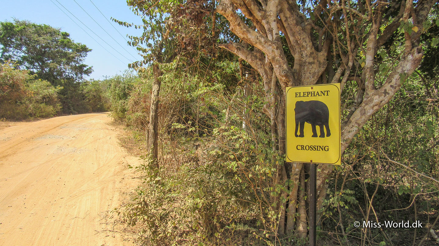 elefant krydser vejen yala