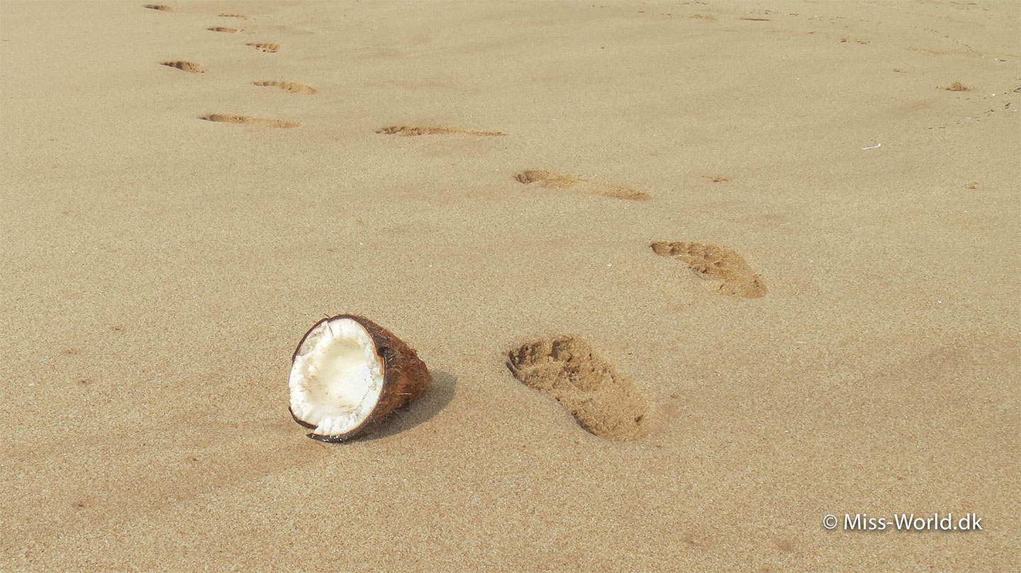 kokosnød strand hikkaduwa sri lanka
