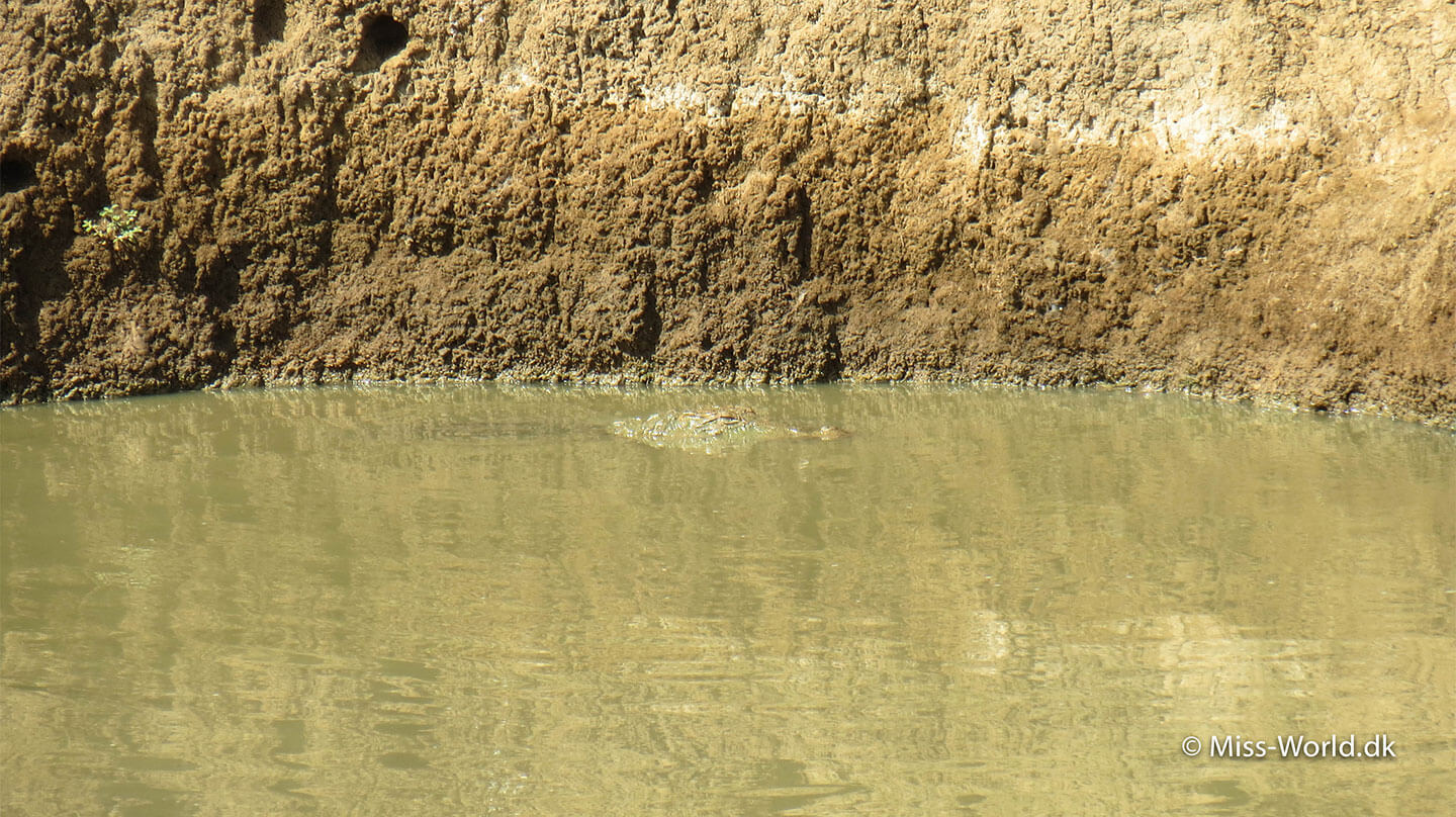 udawalawe national park krokodiller