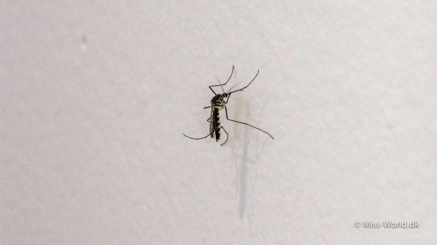 Dengue feber - Detter er en dengue myg i Sri Lanka