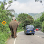 Transport i Sri Lanka. Sådan rejser du billigst, hurtigst og nemmest rundt