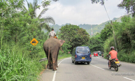 Transport i Sri Lanka. Sådan rejser du billigst, hurtigst og nemmest rundt