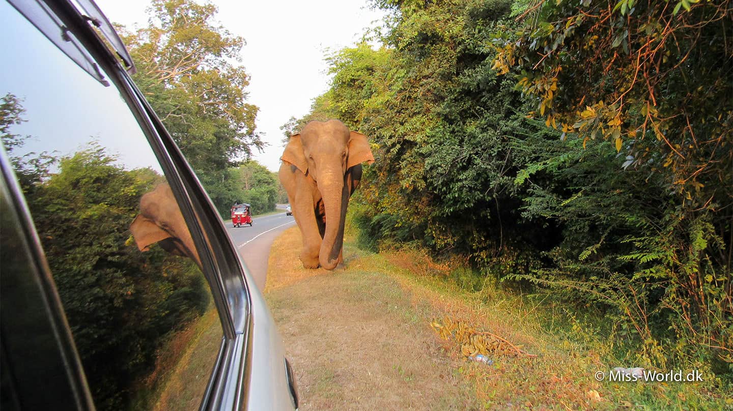 elefant på vejen i habarana sri lanka