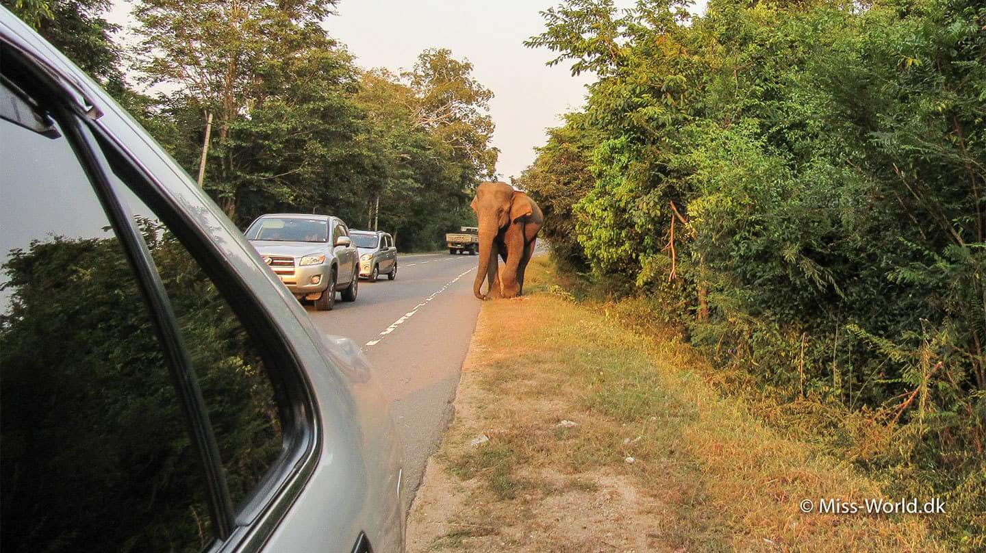 elefant på vejen sri lanka
