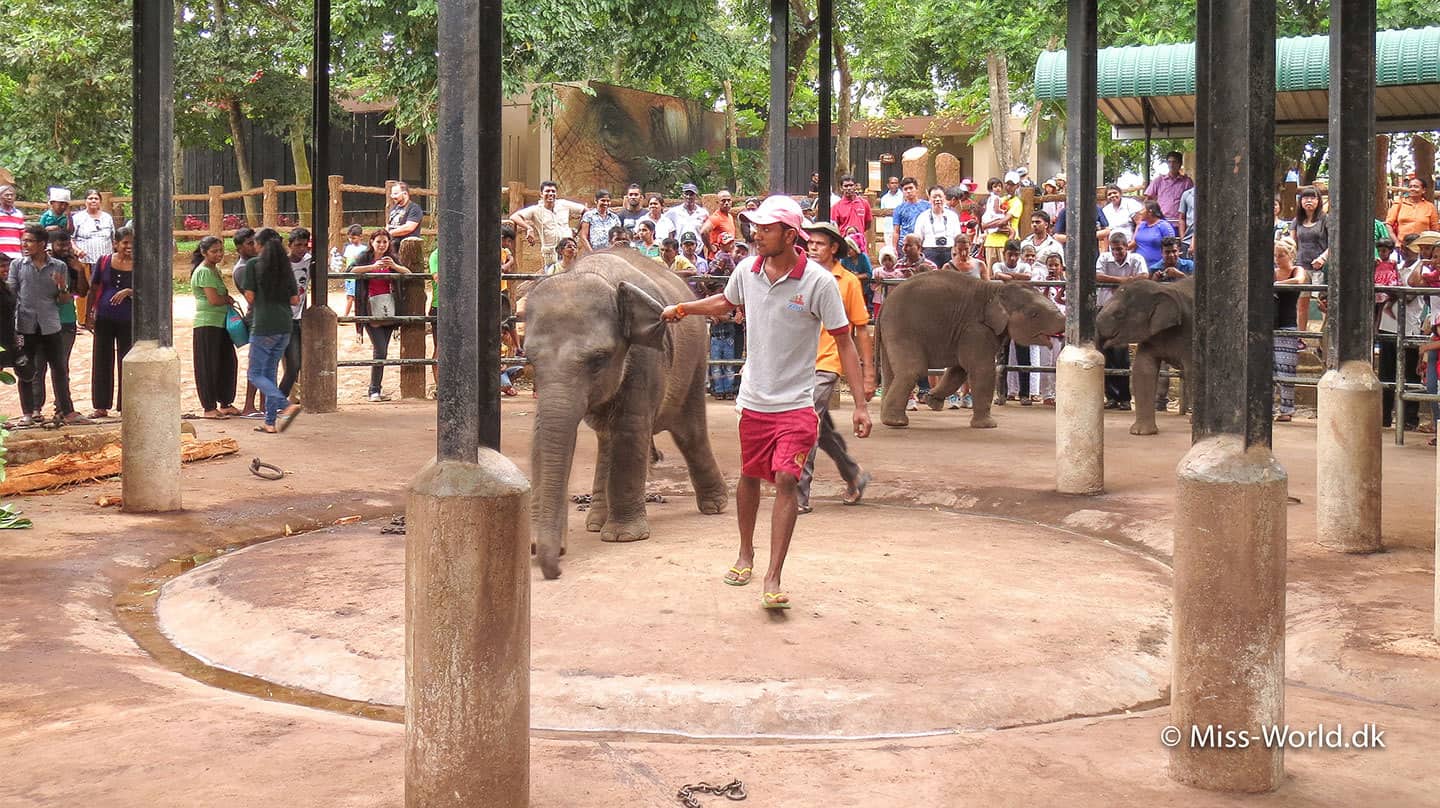 Pinnawala elephant orphanage mælkefodring af elefantunger