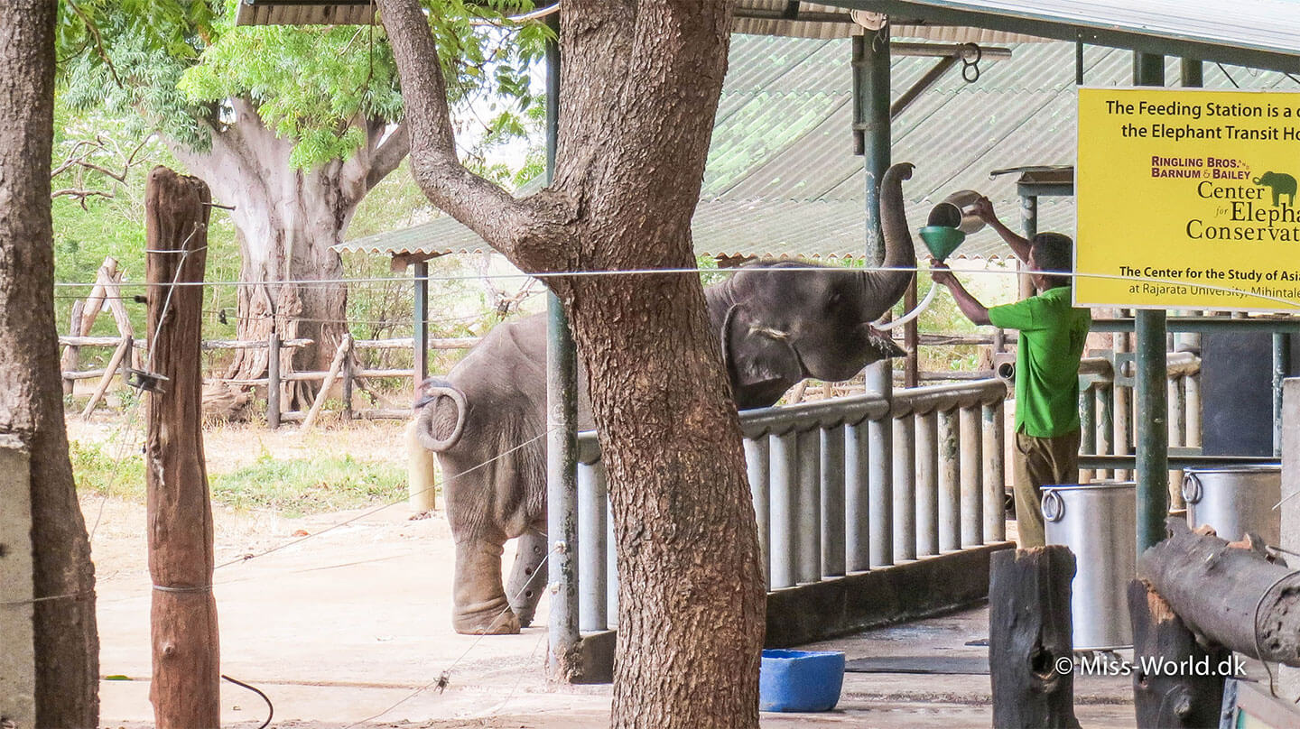 Elephant Transit Home i Udawalawe, Sri Lanka