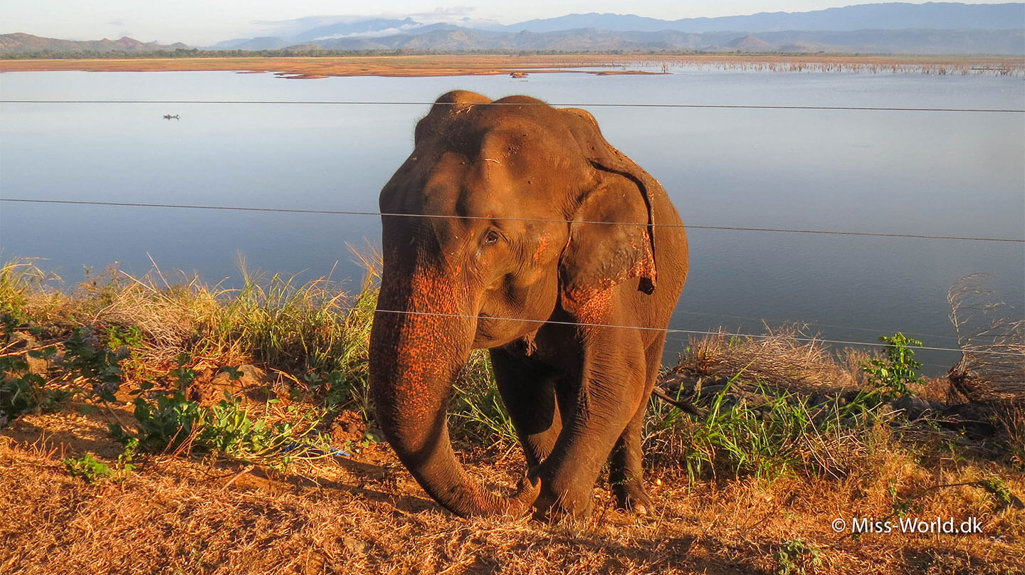 Udawalawe nationalpark elefant