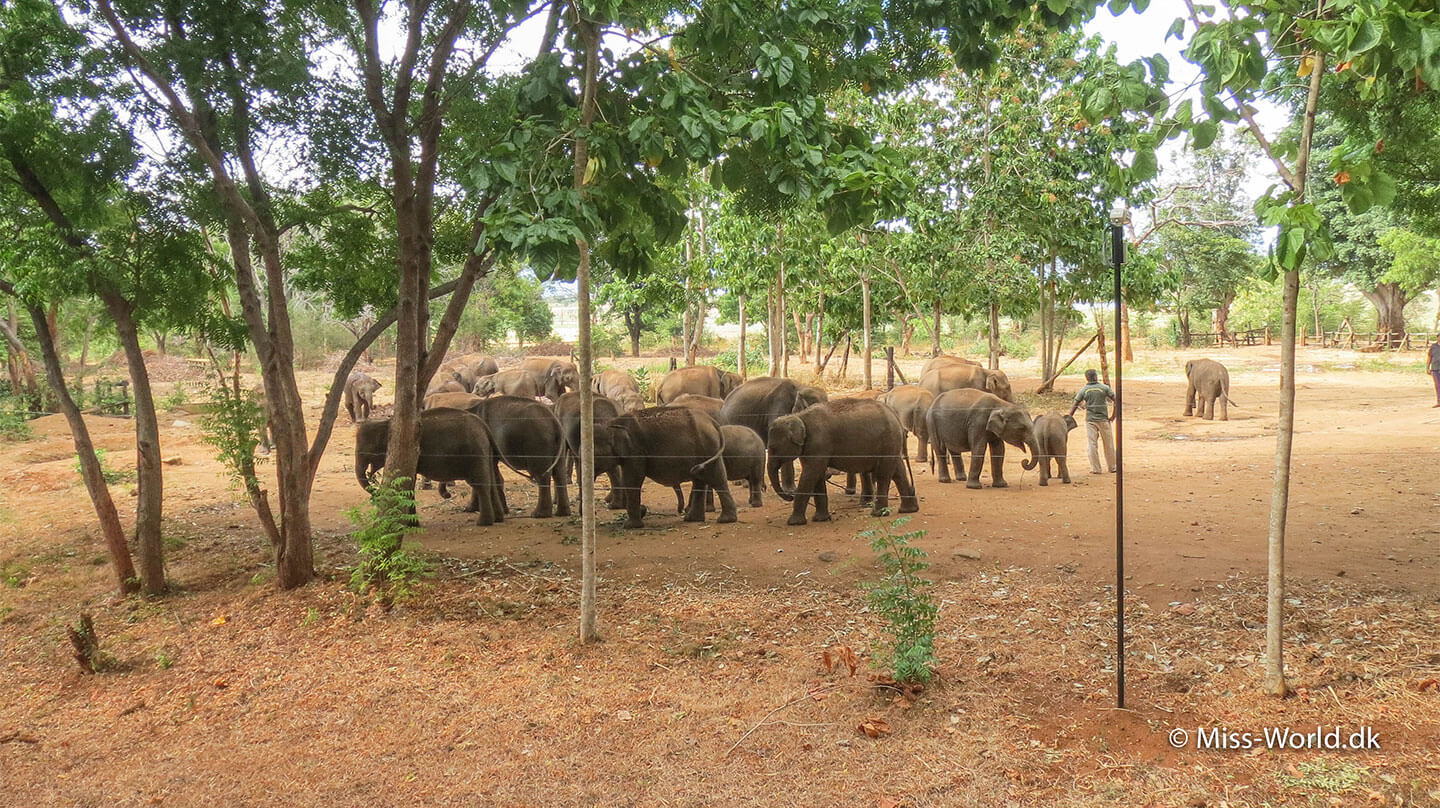 mælkefodringen i Elephant Transit Home i Udawalawe, Sri Lanka