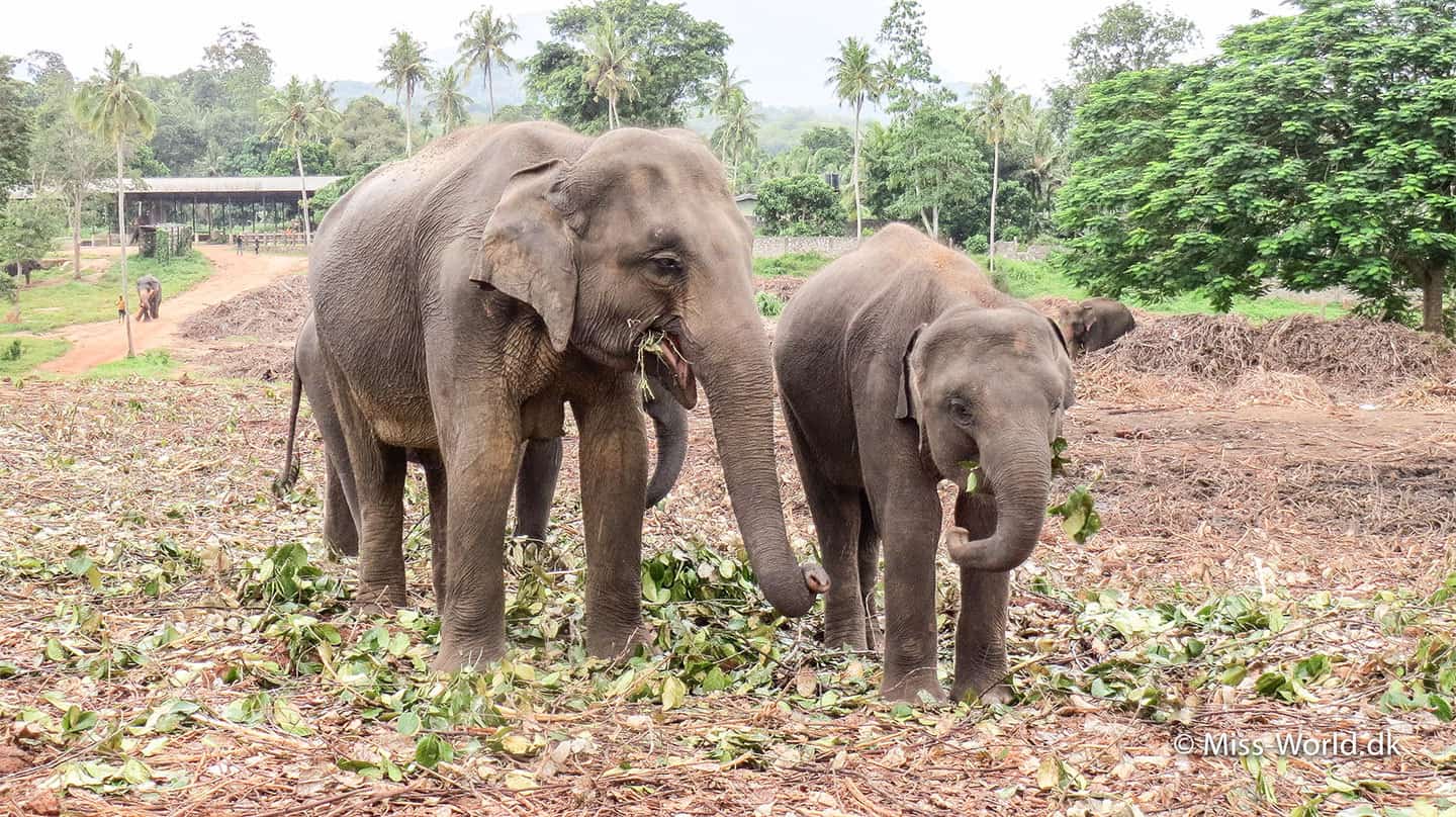 elefantbørnehjem