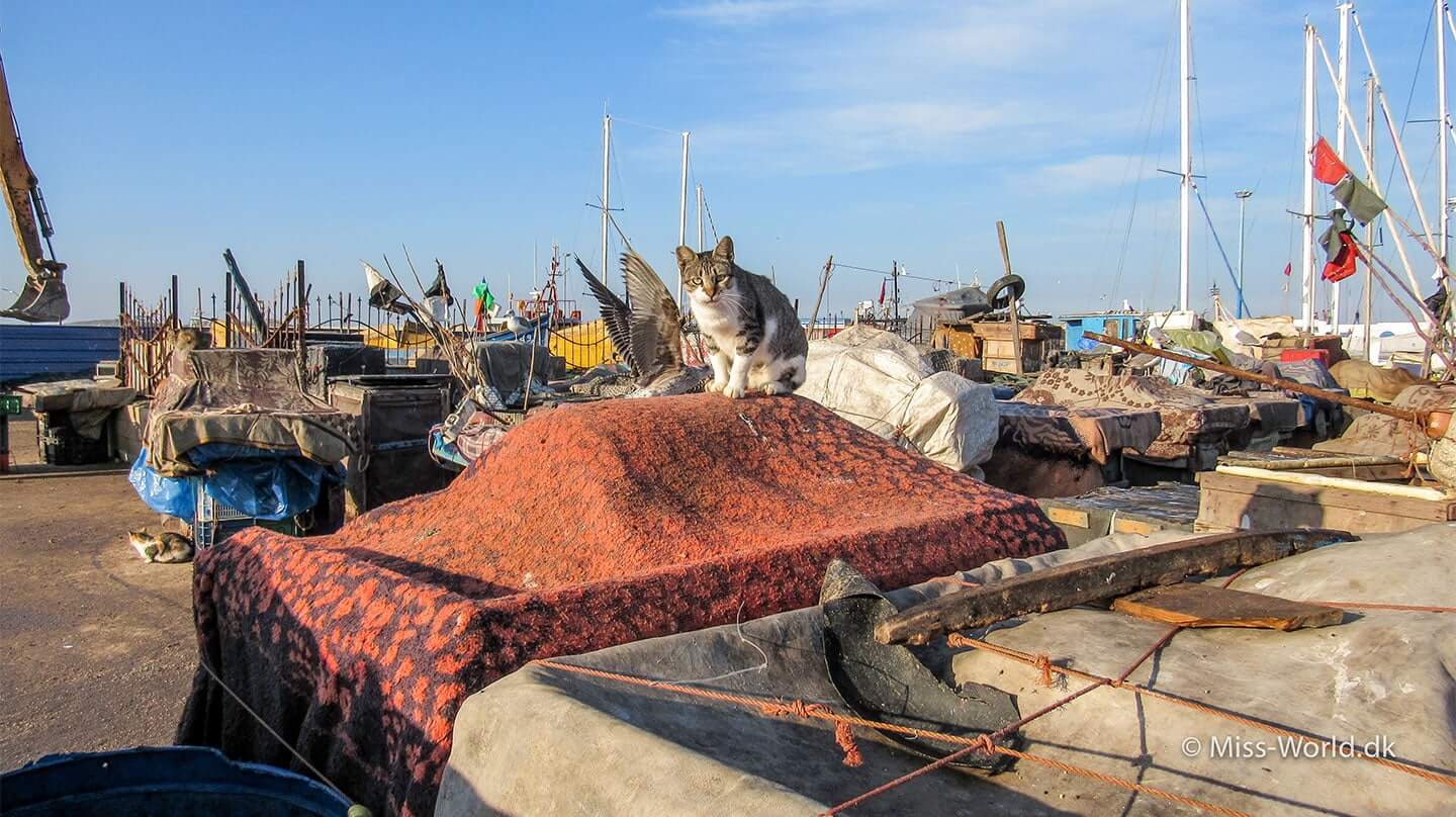 There are so many cats in the Fishing Port of Essaouira