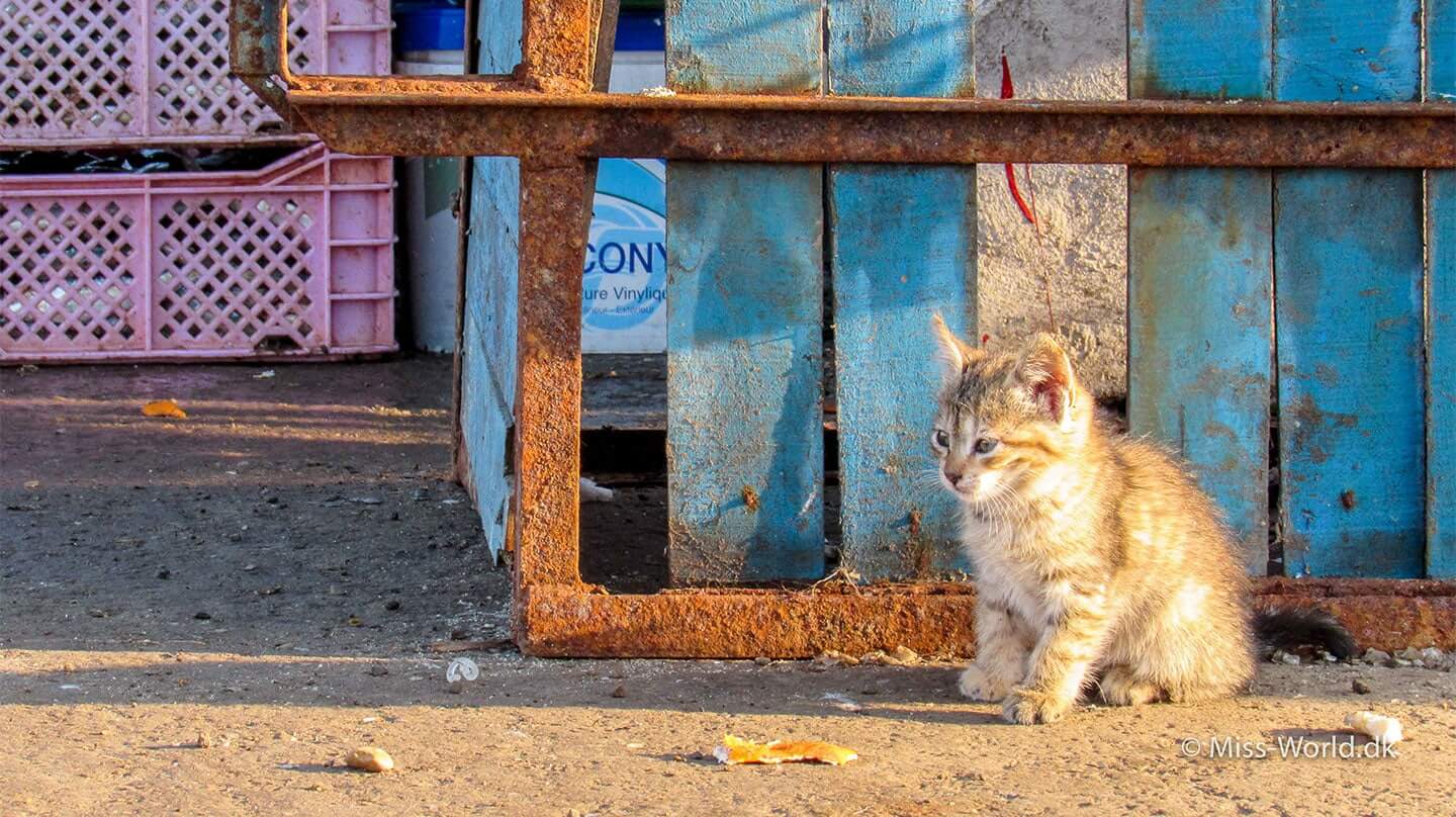 Small kitten in the harbour of Essaouira