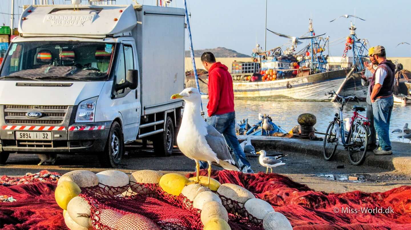 A seagull in Essaouira Harbour