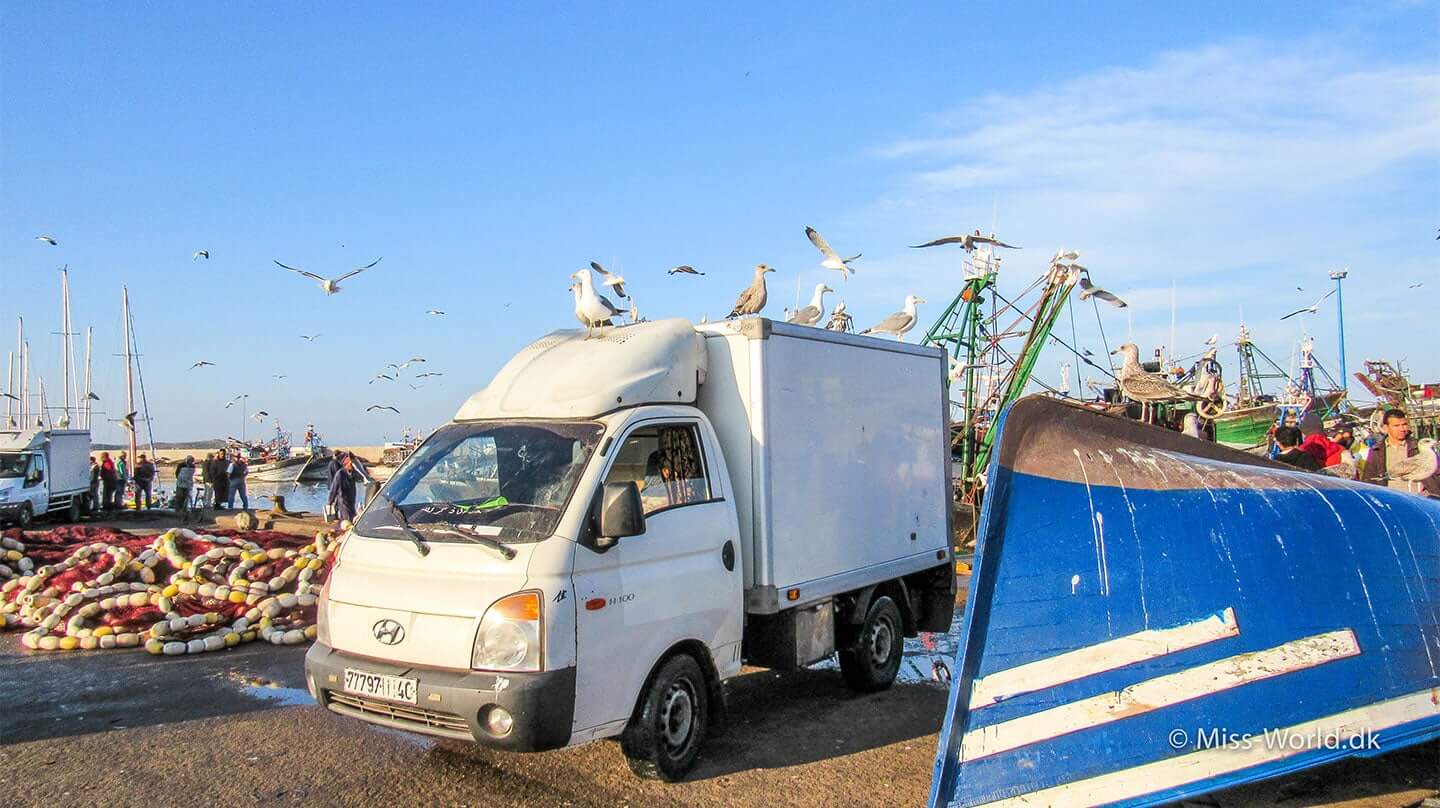 Essaouira Harbour a van full of seagulls