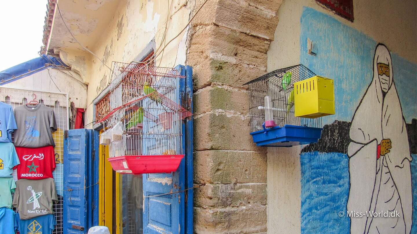 Budgies in small cages - Essaouira Medina Morocco
