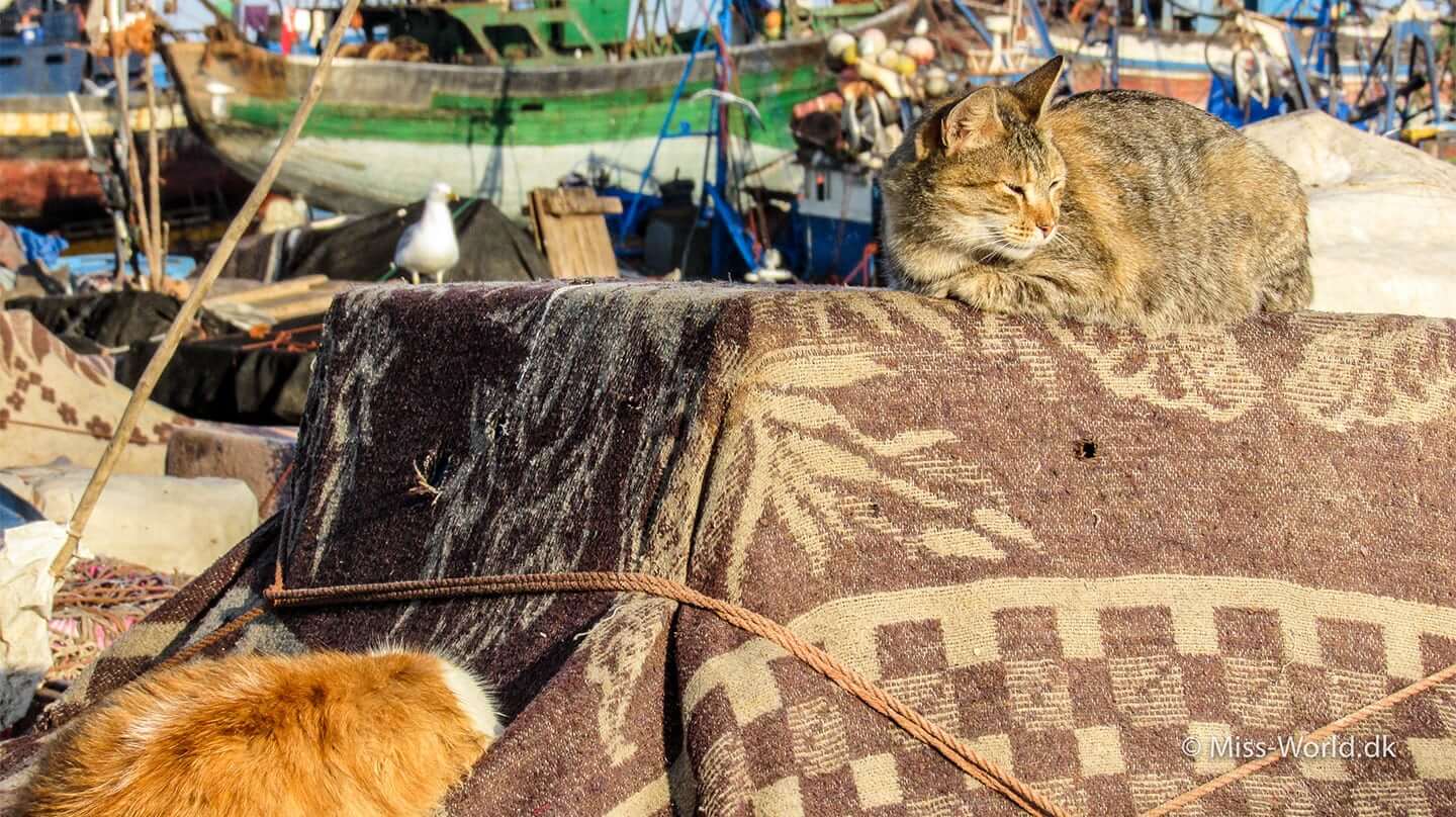 Essaouira Port Cat in the sun