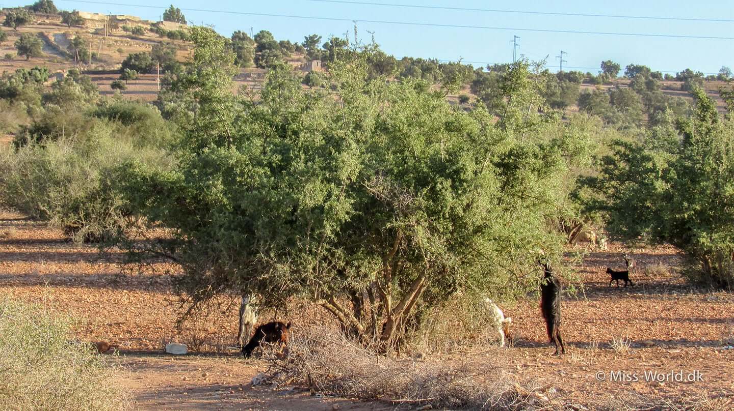 Geder ved et argan træ i Marokko. I samme område som argan fabrikkerne, ligger der plantager med argan træer og man kan se flokke af geder spise af træerne.