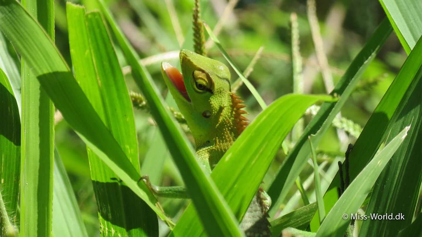 green forest lizard sri lanka
