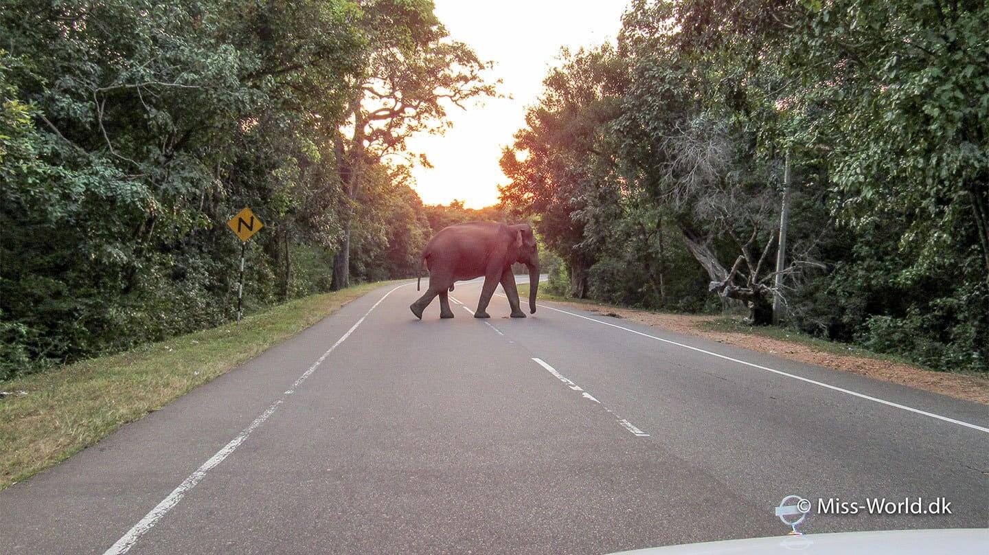 elefant habarana highway sri lanka