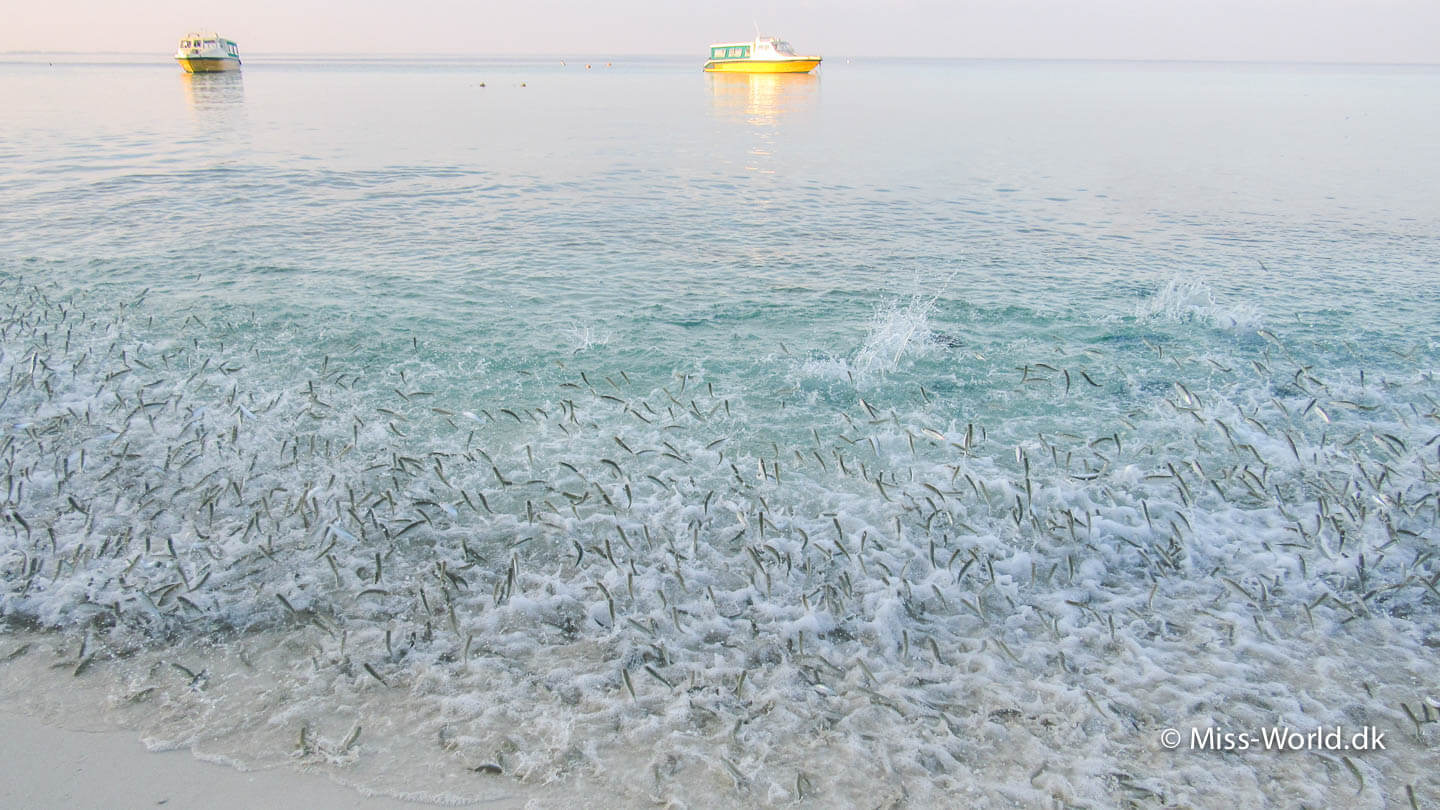 Historien bag billedet af de springende fisk på Maldiverne
