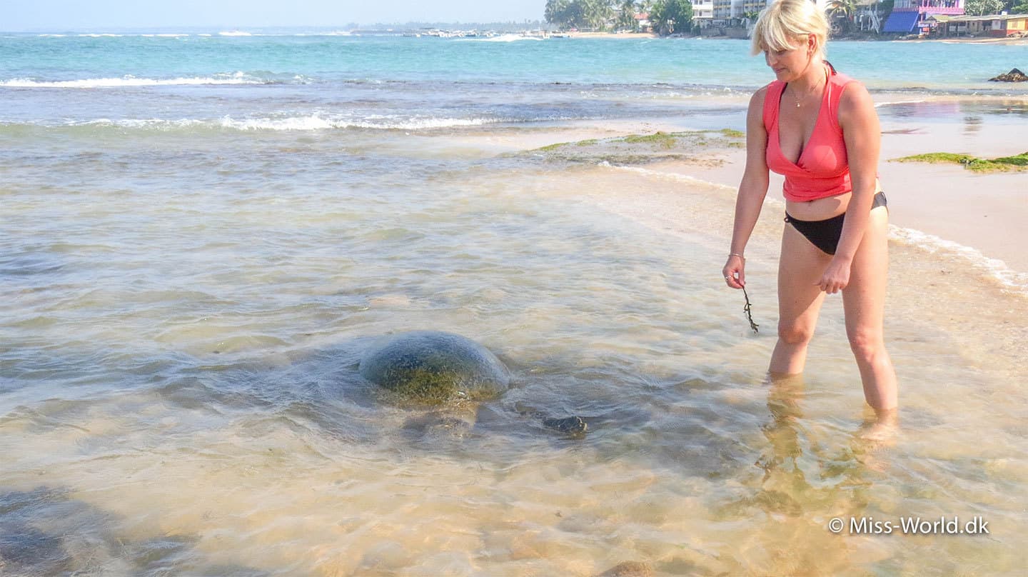 Svøm med havskildpadder Sri Lanka