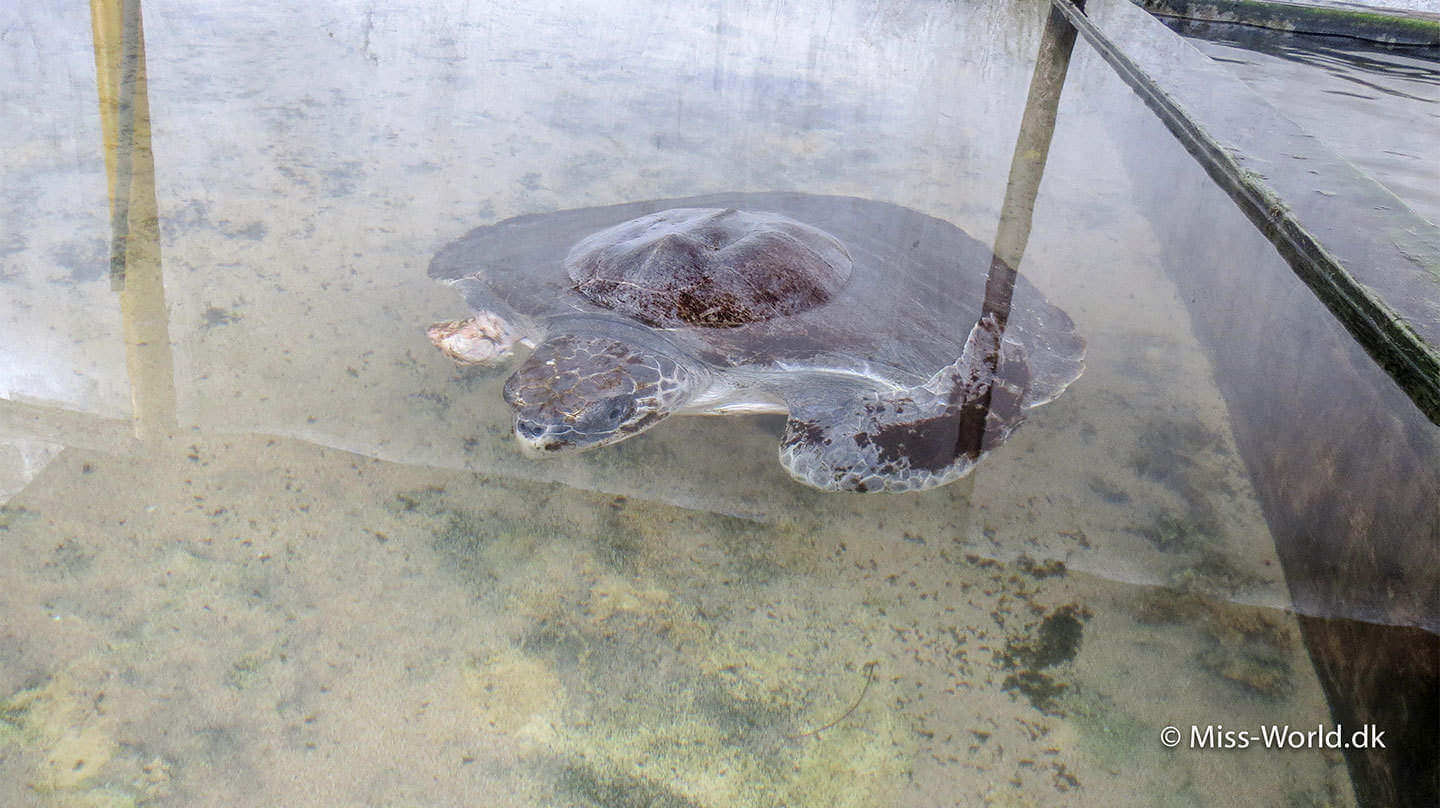 havskildpadde fanget i net