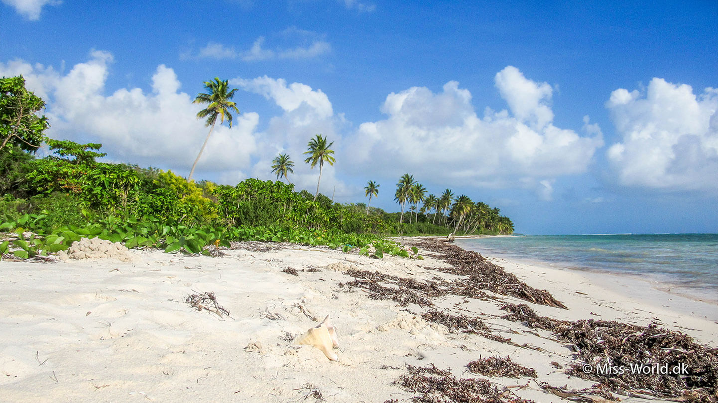 Isla Saona 3 Dage Off grid I Den Dominikanske Republik Isla Saona 3 Dage Off grid I Den Dominikanske Republik