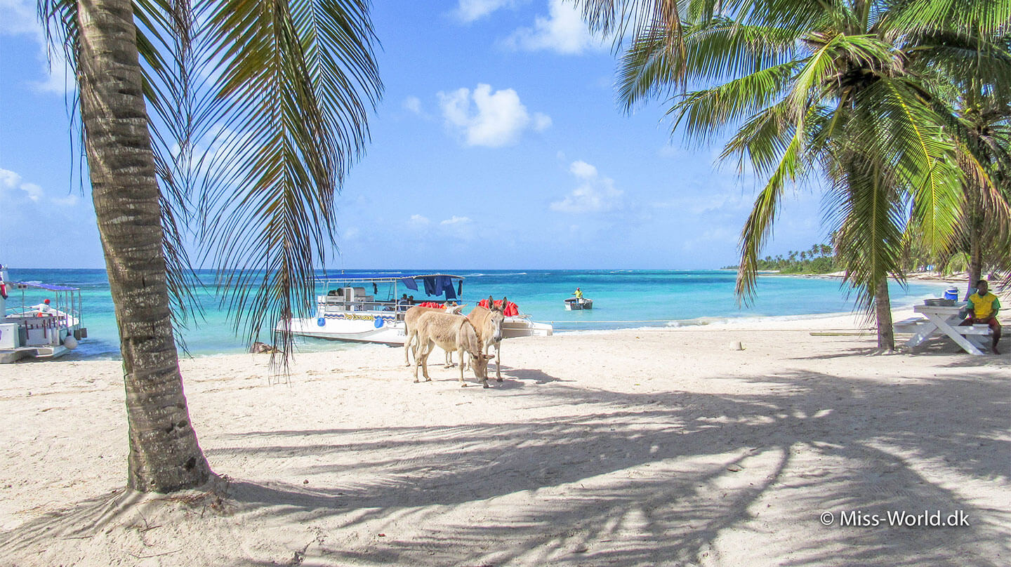 Isla Saona – 3 dage off-grid i Den Dominikanske Republik