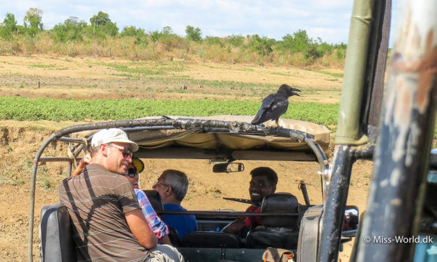 Mine bedste tips til en vellykket jeep safari i Sri Lanka