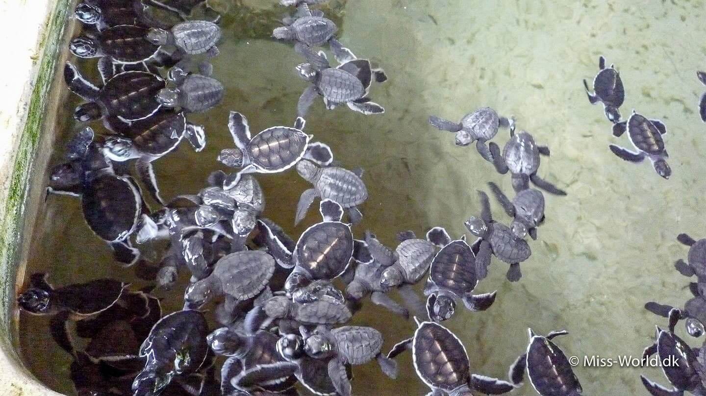 havskildpaddeunger sri lanka
