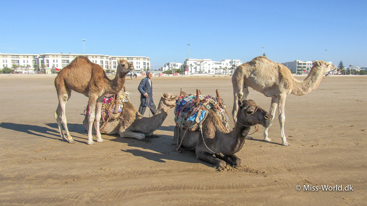 Marokko kameler