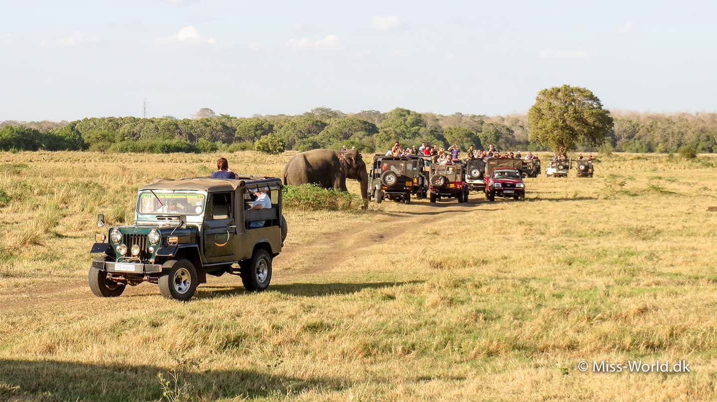 jeepsafari national park sri lanka