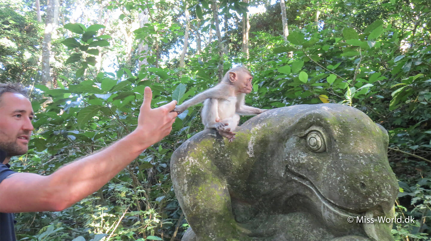 Kom tæt på aberne i abeskoven, Ubud Monkey Forest, på Bali