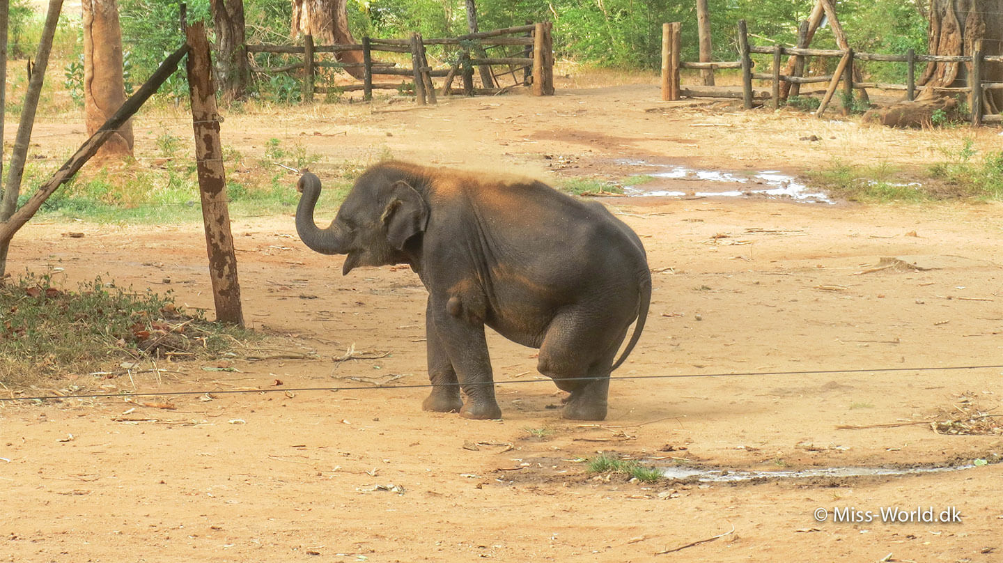 elefantungen Namal mistede sit ene ben efter at være blevet fanget i en fælde